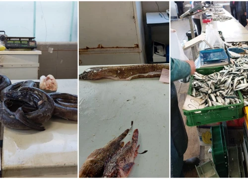 Na peškariji skromna ponuda zbog bure: Srdele, brancini i jedna murina