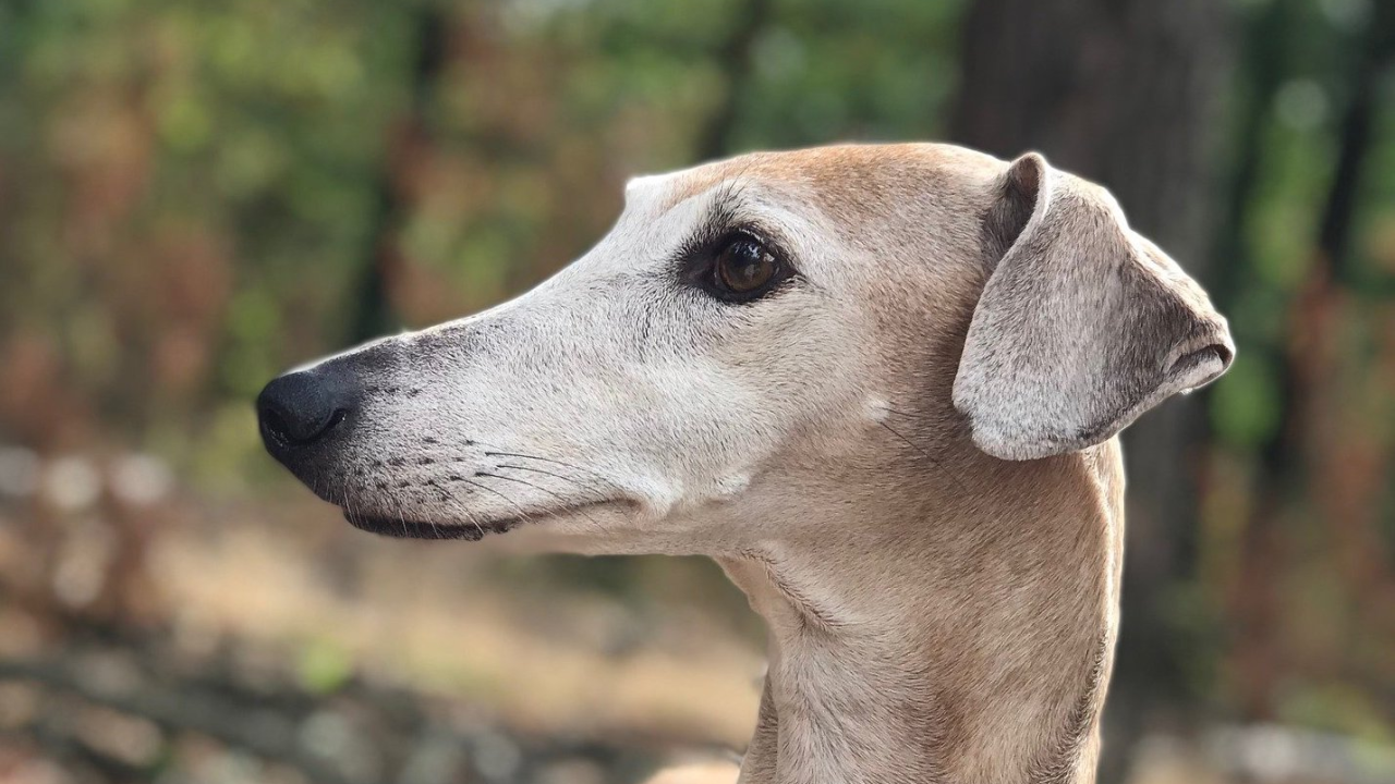 Tri pasmine pasa koje su toliko rijetke da su na rubu izumiranja