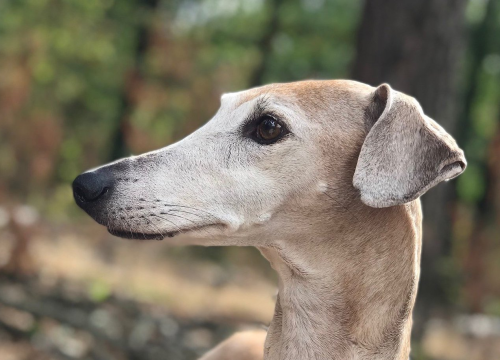 Tri pasmine pasa koje su toliko rijetke da su na rubu izumiranja