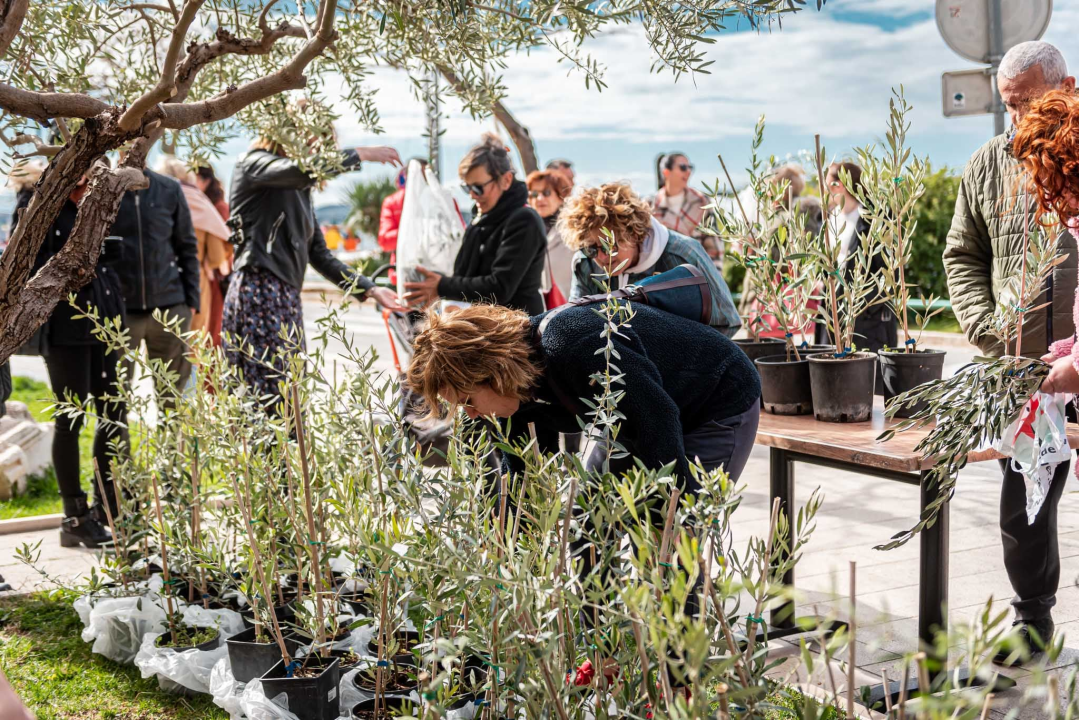 Podjelom sadnica masline i čitanjem poezije na šibenskoj rivi obilježen 100. rođendan Vesne Parun