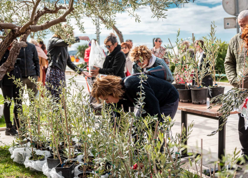 Fotografija 3 - Podjelom sadnica masline i čitanjem poezije na šibenskoj rivi obilježen 100. rođendan Vesne Parun