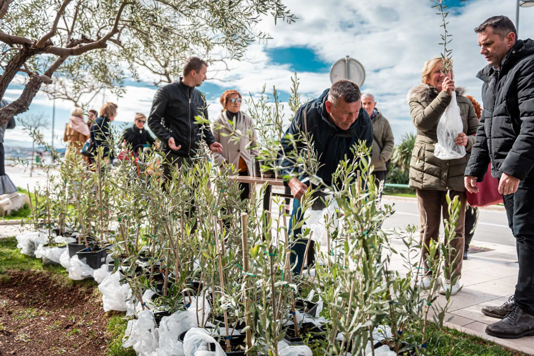 Podjelom sadnica masline i čitanjem poezije na šibenskoj rivi obilježen 100. rođendan Vesne Parun