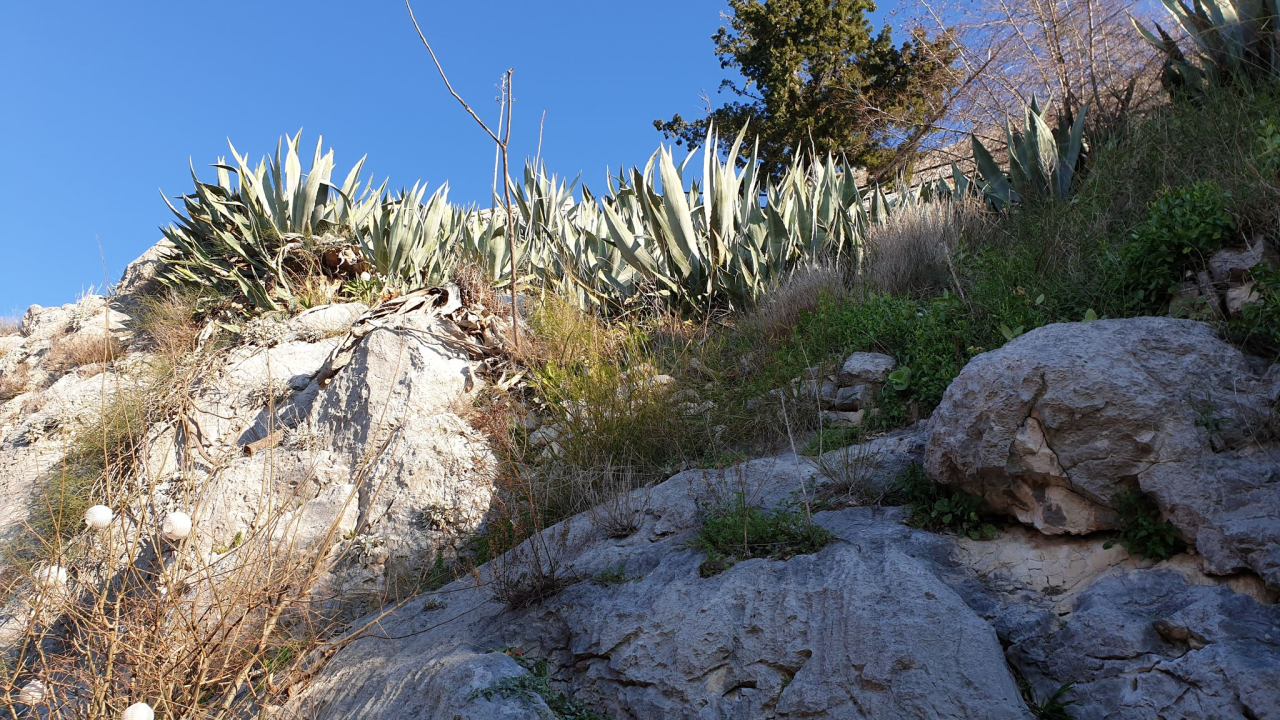 Agave i stijene podno sv. Mihovila ugrožavaju dvije kuće i nekoliko obitelji