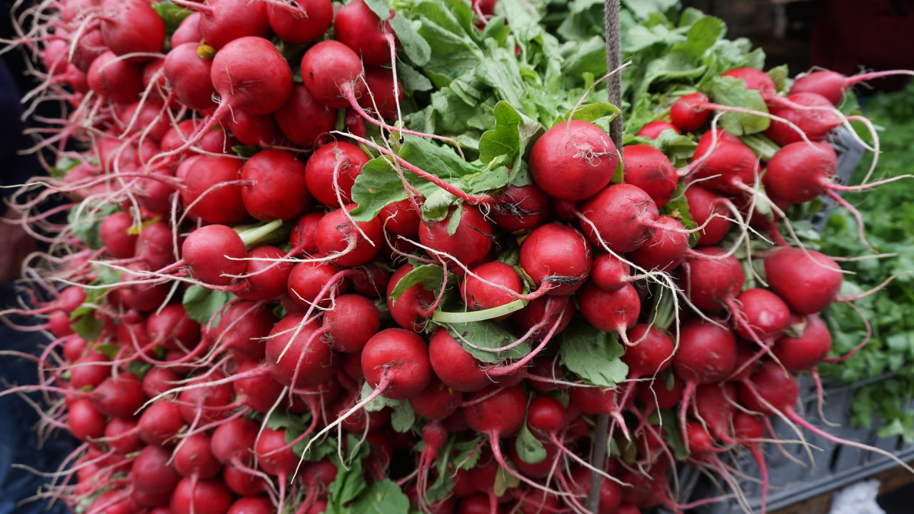 Blagodati rotkvica: Ubrzavaju probavu i uklanjaju loš zadah