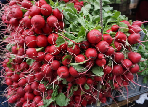 Blagodati rotkvica: Ubrzavaju probavu i uklanjaju loš zadah