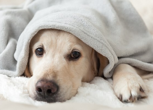 Ovo je pet simptoma depresije kod pasa