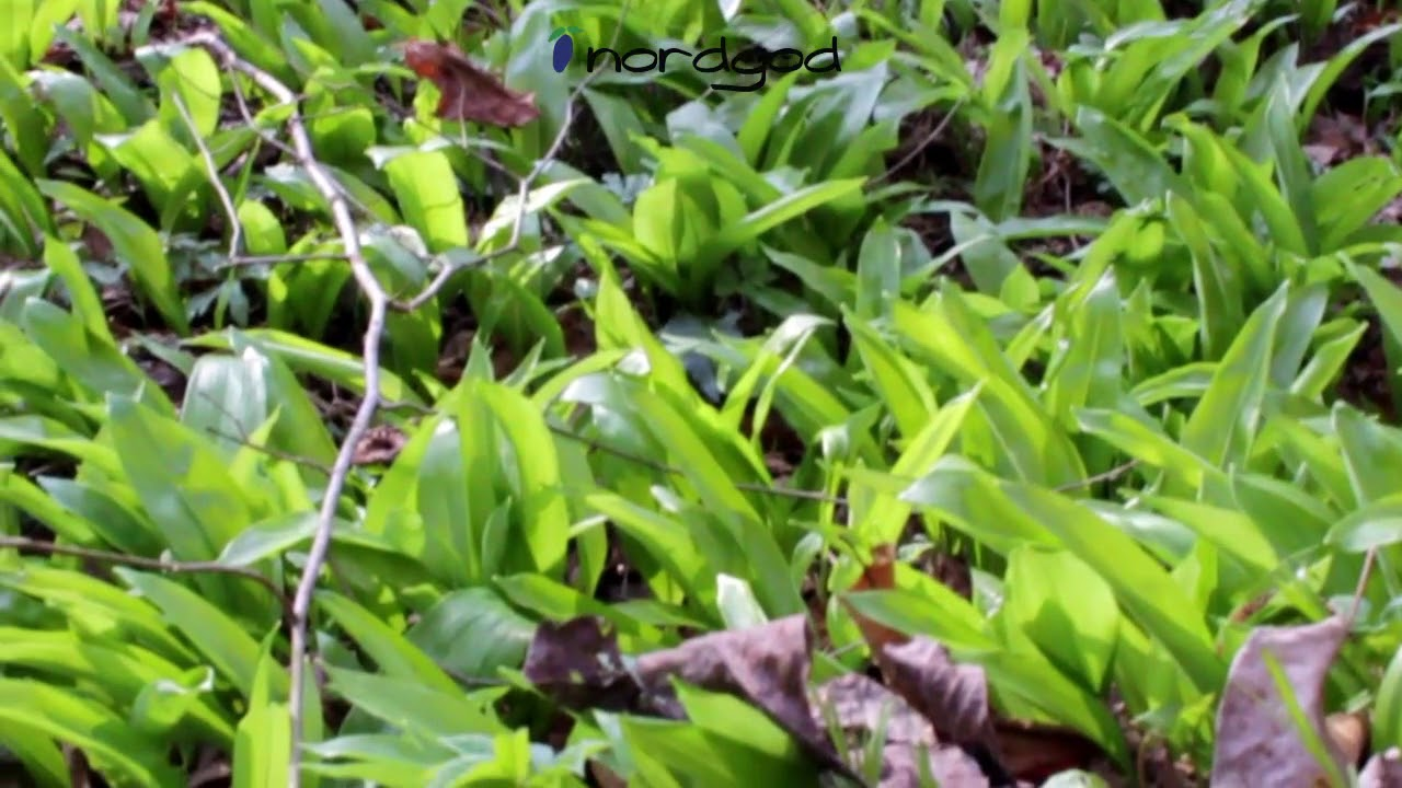 Medvjeđi luk: Samonikla biljka koja čisti krvne žile i jako je fina