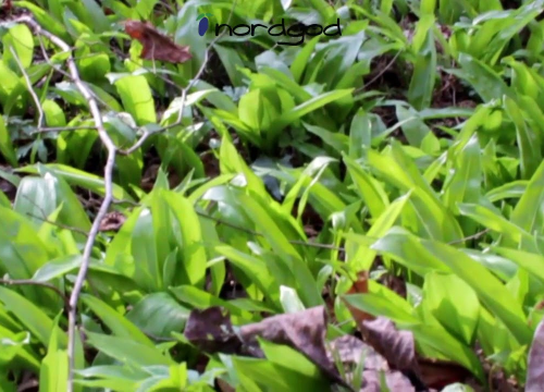 Medvjeđi luk: Samonikla biljka koja čisti krvne žile i jako je fina