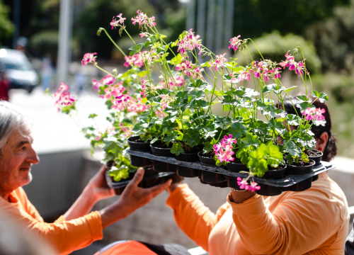 Fotografija 3 - Preko 2000 cvjetnih sadnica podijeljeno na Poljani dok si rekao 'điran'