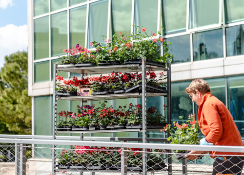 Fotografija 4 - Preko 2000 cvjetnih sadnica podijeljeno na Poljani dok si rekao 'điran'