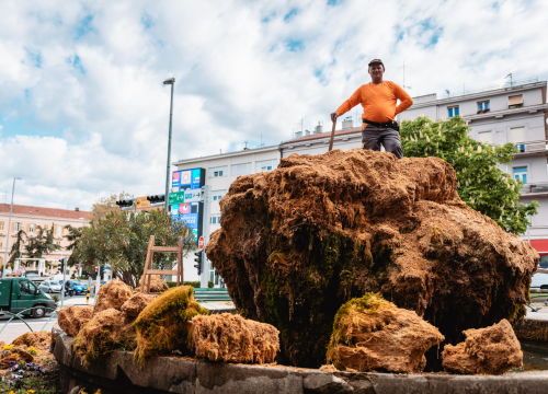 Fotografija 5 - Uklonjen dio sedre kojemu je prijetilo urušavanje: Opet će zazeleniti, a kornjače dobivaju sunčalište