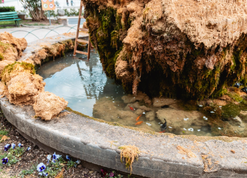 Fotografija 7 - Uklonjen dio sedre kojemu je prijetilo urušavanje: Opet će zazeleniti, a kornjače dobivaju sunčalište