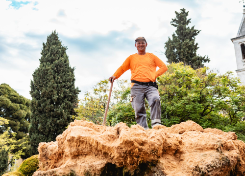 Fotografija 8 - Uklonjen dio sedre kojemu je prijetilo urušavanje: Opet će zazeleniti, a kornjače dobivaju sunčalište