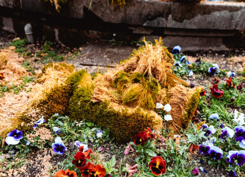 Fotografija 9 - Uklonjen dio sedre kojemu je prijetilo urušavanje: Opet će zazeleniti, a kornjače dobivaju sunčalište