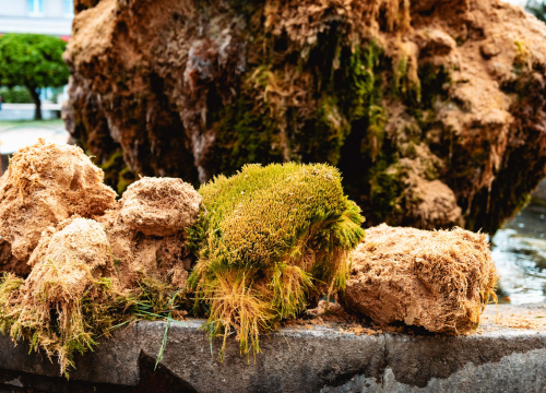 Fotografija 10 - Uklonjen dio sedre kojemu je prijetilo urušavanje: Opet će zazeleniti, a kornjače dobivaju sunčalište