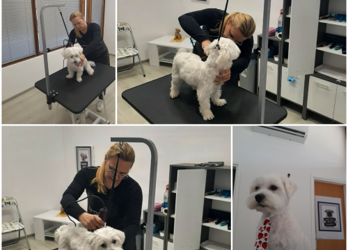 Fotografija 7 - Salon za šišanje pasa Luki pružit će najbolju njegu vašim ljubimcima!