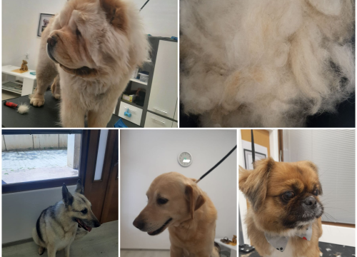 Fotografija 8 - Salon za šišanje pasa Luki pružit će najbolju njegu vašim ljubimcima!