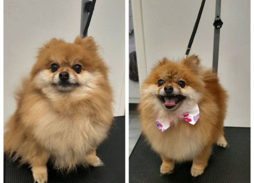 Salon za šišanje pasa Luki pružit će najbolju njegu vašim ljubimcima!