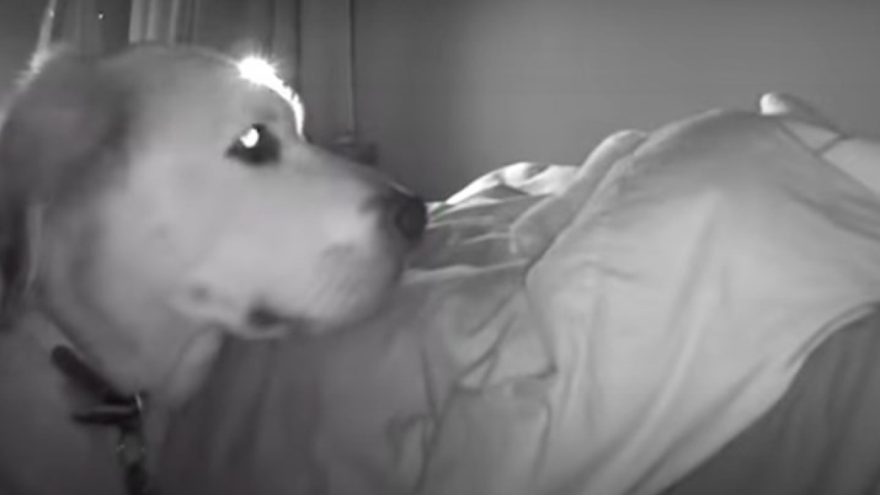 Pas spašen od eutanazije svaku noć pazi na dijete obitelji koja ga je udomila