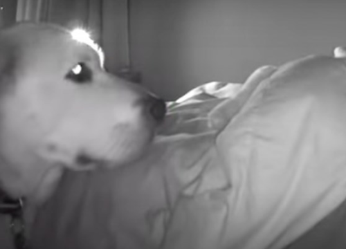 Pas spašen od eutanazije svaku noć pazi na dijete obitelji koja ga je udomila