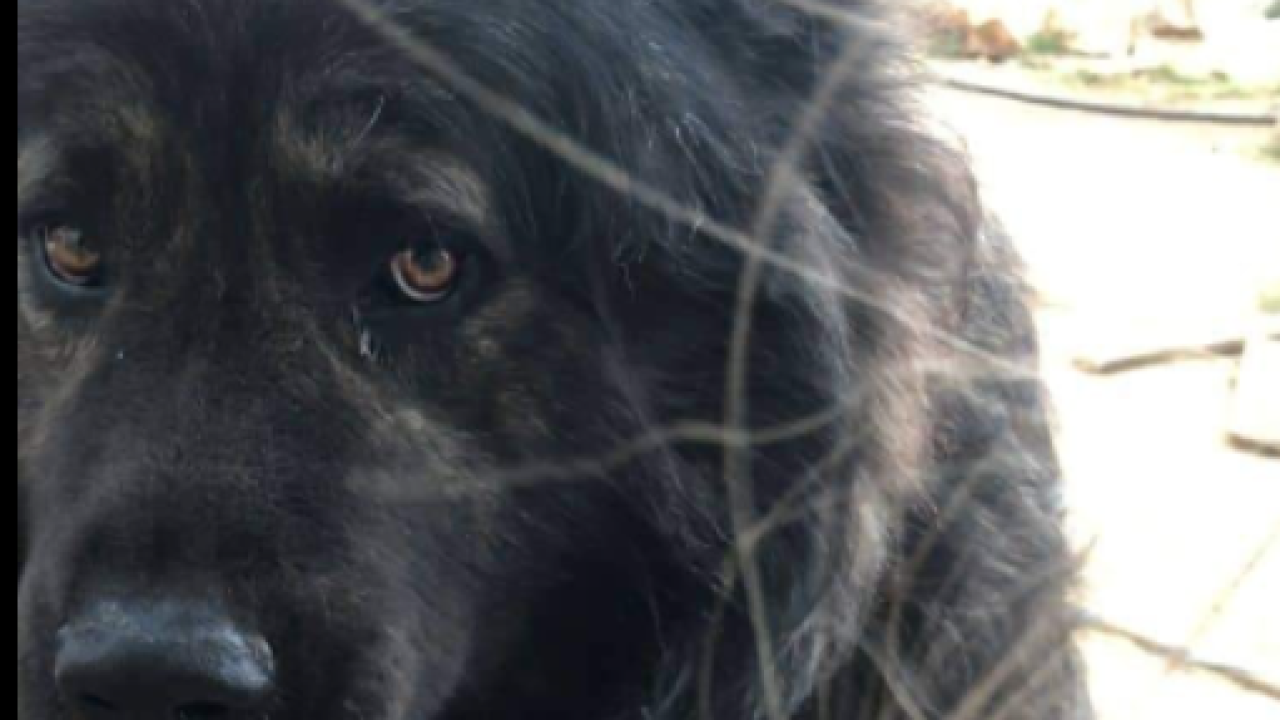 Medo i Mia nakon smrti vlasnika ostali sami, a imanje se prodaje: 'Izgubili su sve'