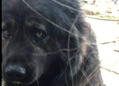 Medo i Mia nakon smrti vlasnika ostali sami, a imanje se prodaje: 'Izgubili su sve'