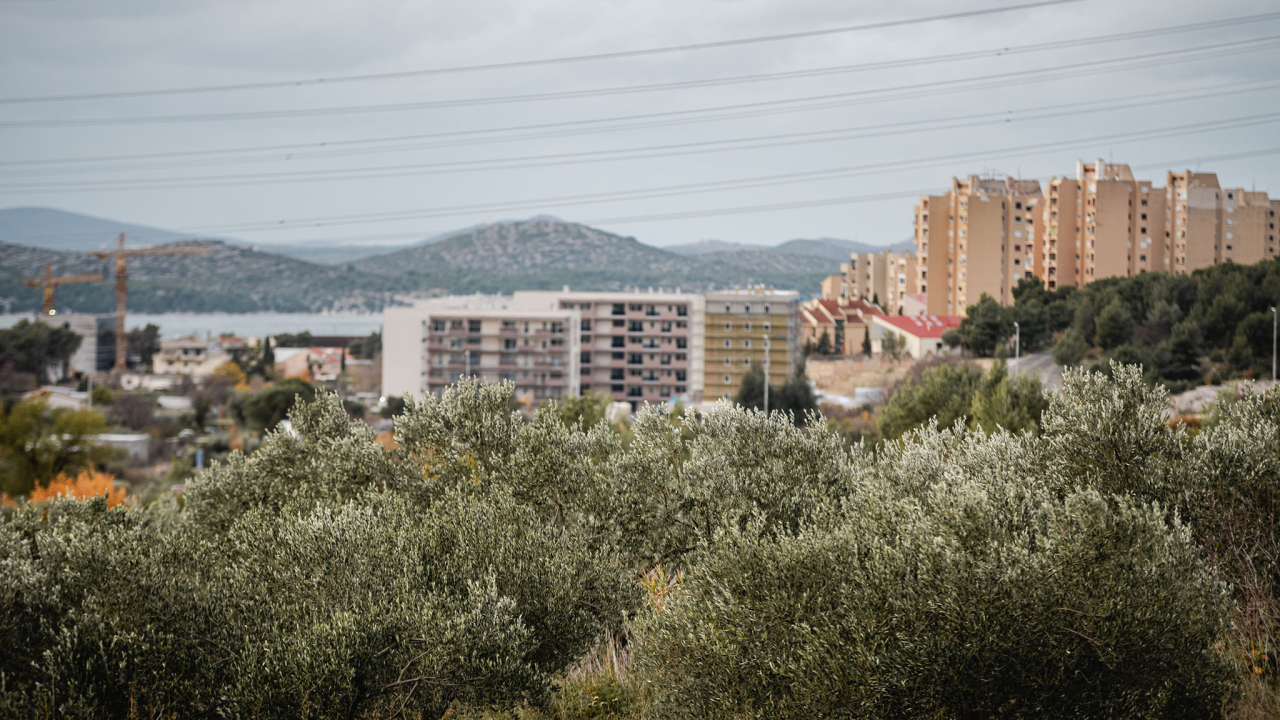 Nije mi priostalo nego zapivat: 'Maslina je neobrana...'