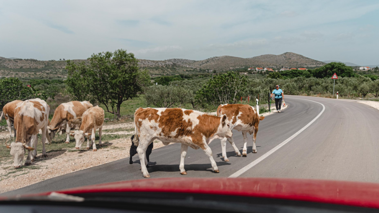 Šibensko-kninska županija raspisala Javni natječaj za dodjelu subvencija poljoprivrednicima