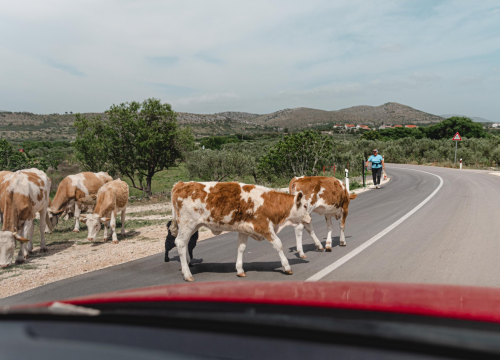 Šibensko-kninska županija raspisala Javni natječaj za dodjelu subvencija poljoprivrednicima