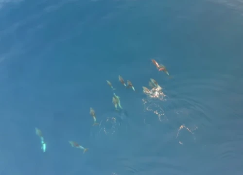 Pogledajte genijalnu snimku iz zraka jata zaigranih dupina kod Punta Planke