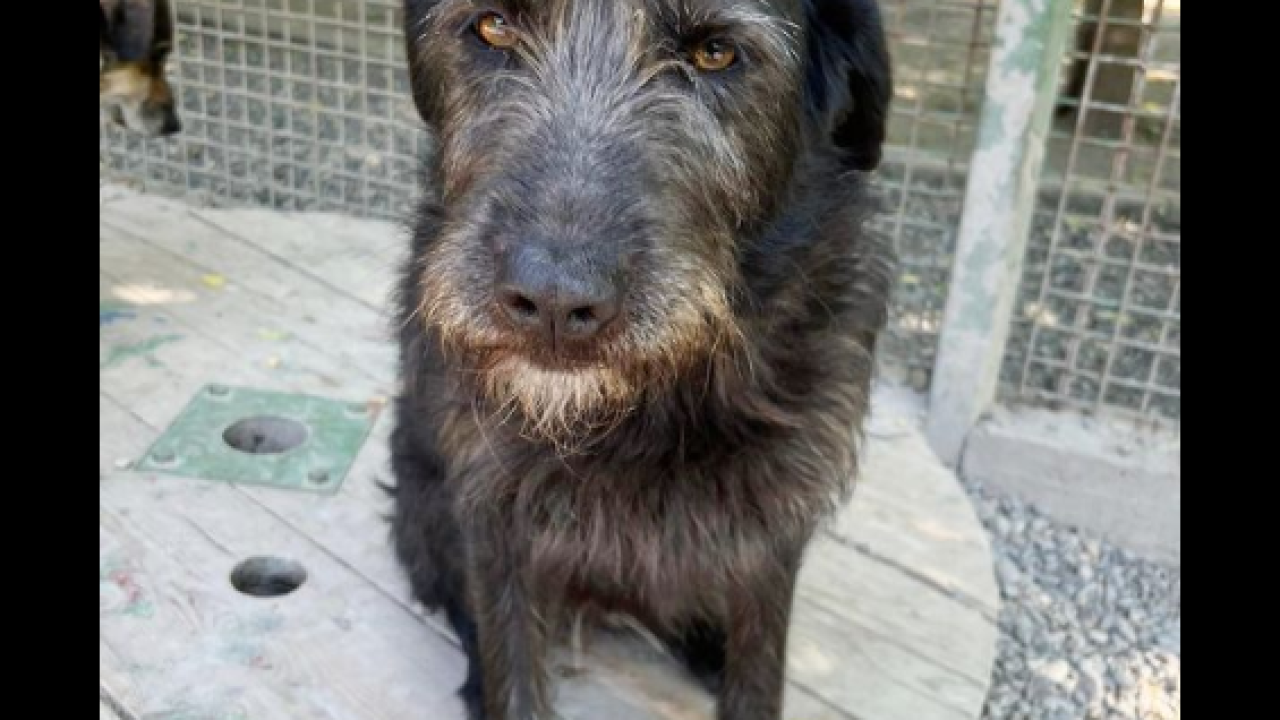 Tijana je putovala 700 kilometara do novih vlasnika, a oni je sutradan vratili u azil