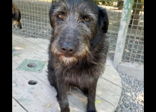 Tijana je putovala 700 kilometara do novih vlasnika, a oni je sutradan vratili u azil