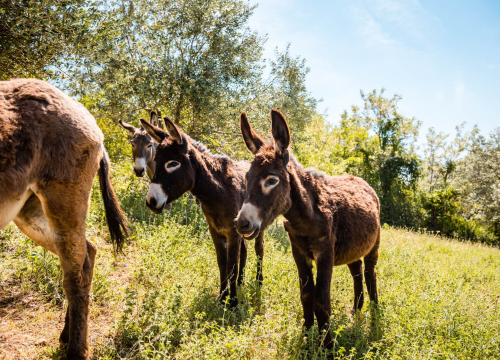 Fotografija 2 - Ante Dujić prvog magarca kupio je kao ljubimca, a danas u Ićevu ima farmu i uhodan posao