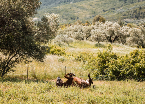 Fotografija 3 - Ante Dujić prvog magarca kupio je kao ljubimca, a danas u Ićevu ima farmu i uhodan posao
