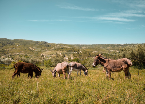 Fotografija 5 - Ante Dujić prvog magarca kupio je kao ljubimca, a danas u Ićevu ima farmu i uhodan posao