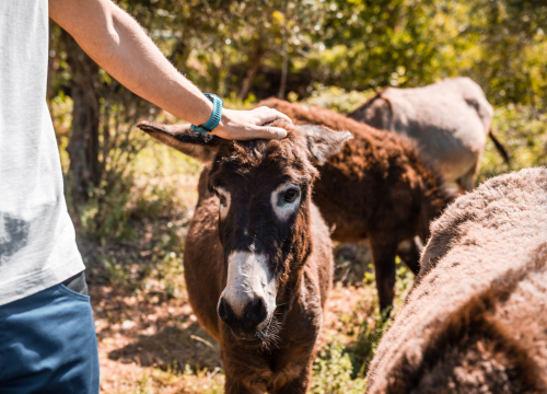 Fotografija 4 - Ante Dujić prvog magarca kupio je kao ljubimca, a danas u Ićevu ima farmu i uhodan posao