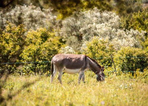 Fotografija 6 - Ante Dujić prvog magarca kupio je kao ljubimca, a danas u Ićevu ima farmu i uhodan posao