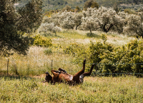 Fotografija 7 - Ante Dujić prvog magarca kupio je kao ljubimca, a danas u Ićevu ima farmu i uhodan posao