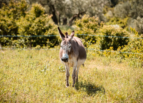 Fotografija 9 - Ante Dujić prvog magarca kupio je kao ljubimca, a danas u Ićevu ima farmu i uhodan posao
