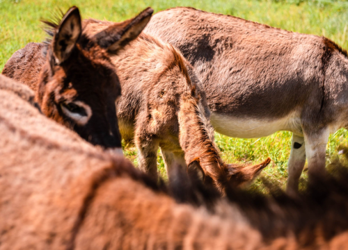 Fotografija 8 - Ante Dujić prvog magarca kupio je kao ljubimca, a danas u Ićevu ima farmu i uhodan posao