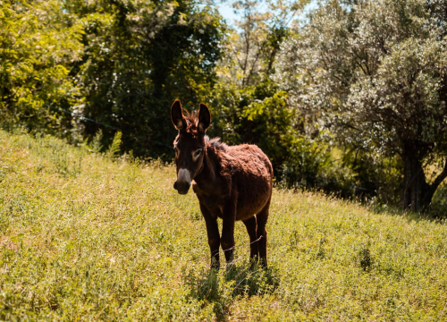 Fotografija 11 - Ante Dujić prvog magarca kupio je kao ljubimca, a danas u Ićevu ima farmu i uhodan posao