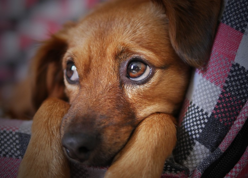 Trebamo li škakljati pse? Ljudima je to igra, a njima može izazvati stres i nelagodu