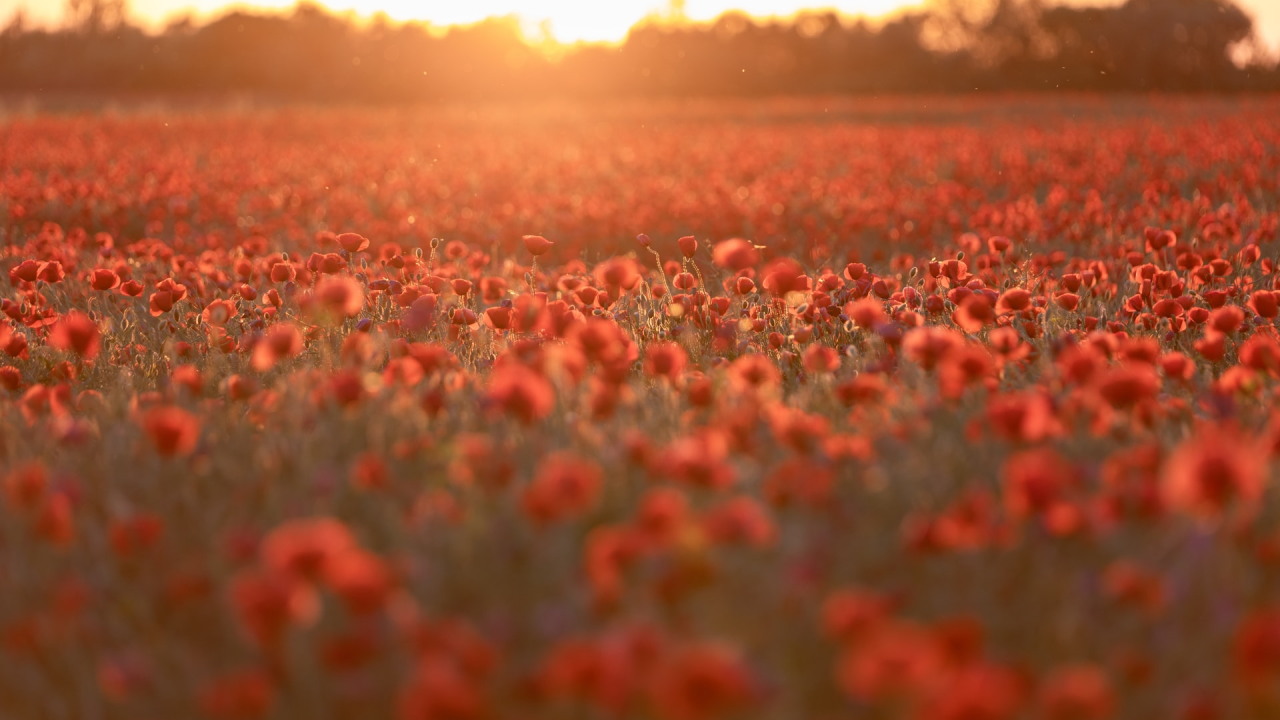 Veliki tjedni horoskop: Najsretniji znakovi će biti Rak, Lav i Strijelac