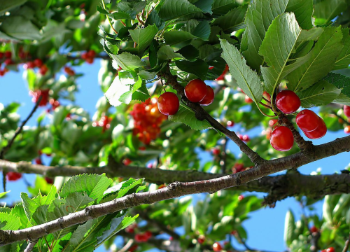 Domaći recept za liker kakav su pripremale naše bake