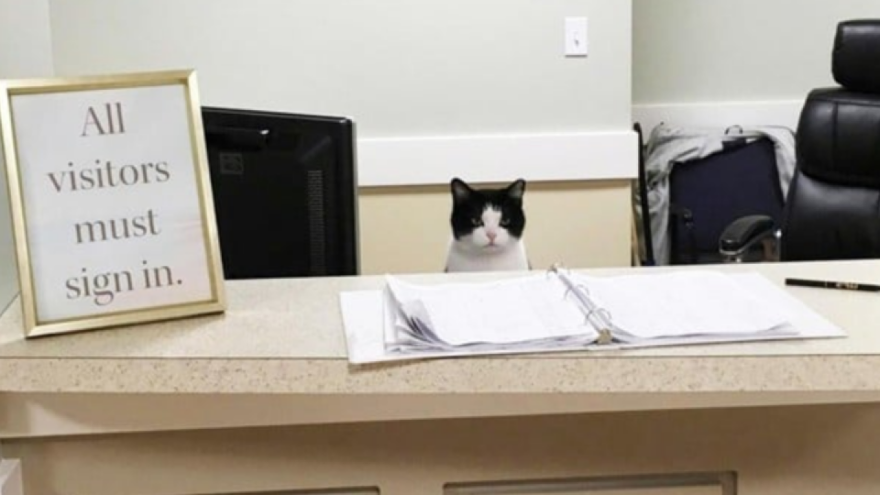 Ovaj Twitter profil s mačkama ima više od milijun pratitelja