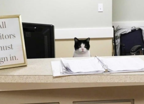 Ovaj Twitter profil s mačkama ima više od milijun pratitelja