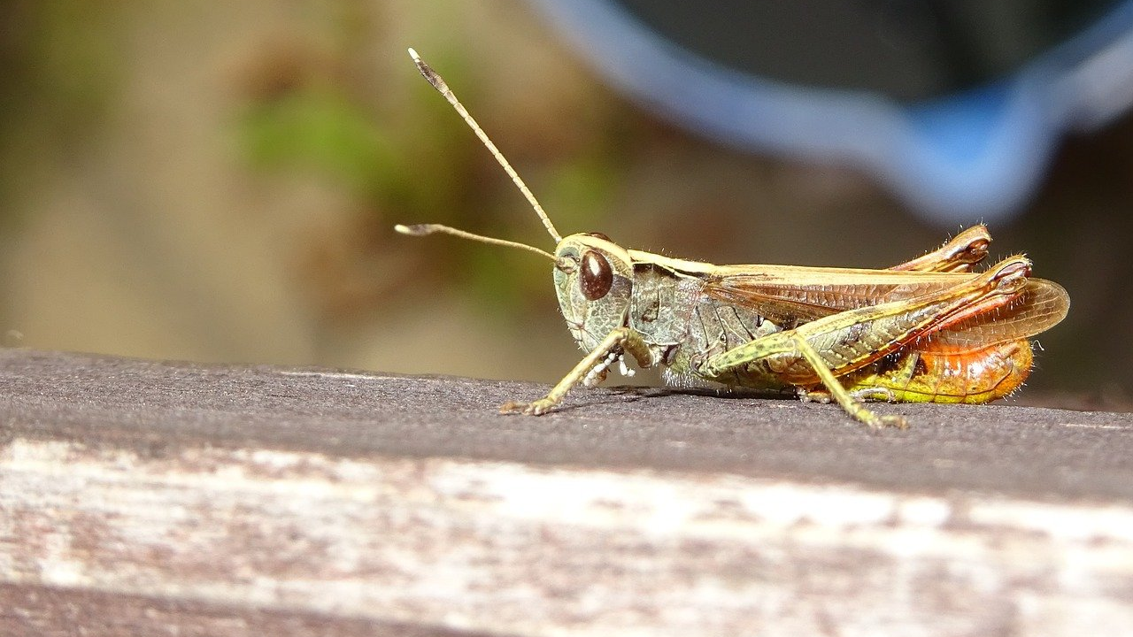Selo u okolici Drniša poharali marokanski skakavci: 'Cvijet krumpira su već pojeli, sad će krenuti na lišće'