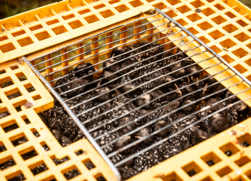 Fotografija 36 - Bili smo na Benkovačkom sajmu: Najtraženija 'roba' su CD-evi Thompsona i Bulića, a za prasetinu se čeka red