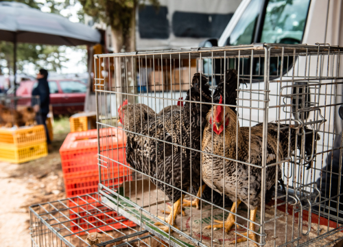 Fotografija 39 - Bili smo na Benkovačkom sajmu: Najtraženija 'roba' su CD-evi Thompsona i Bulića, a za prasetinu se čeka red