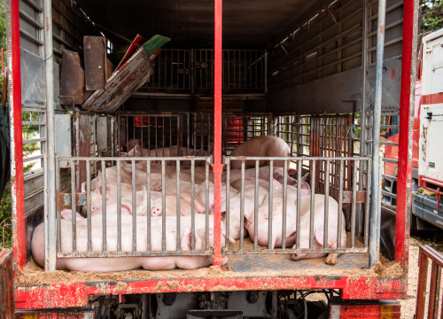 Fotografija 42 - Bili smo na Benkovačkom sajmu: Najtraženija 'roba' su CD-evi Thompsona i Bulića, a za prasetinu se čeka red